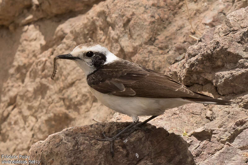 Pied Wheatear male adult breeding, close-up portrait, pigmentation