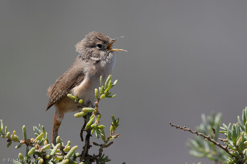 Troglodyte austral, chant