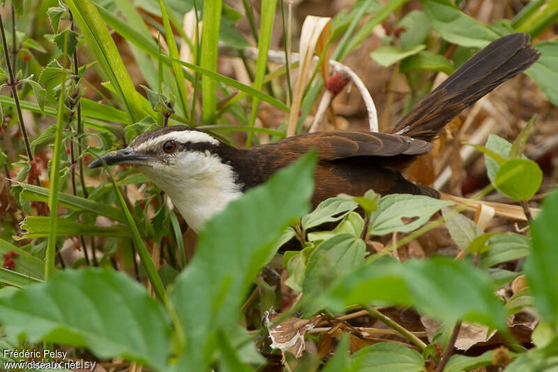 Bicolored Wrenadult, fishing/hunting