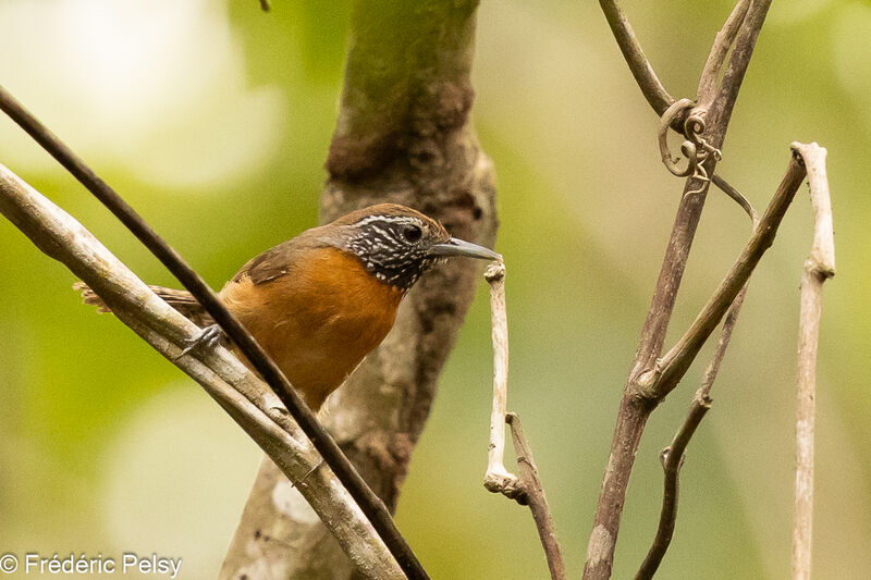 Rufous-breasted Wren