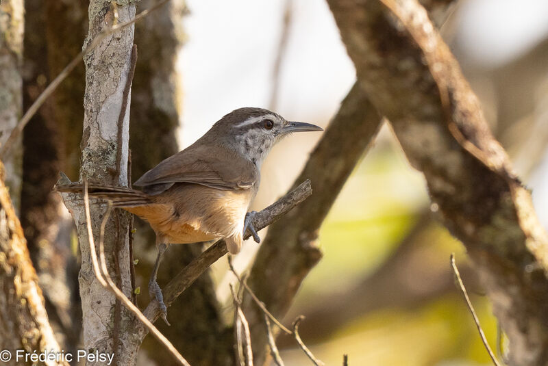 Isthmian Wren