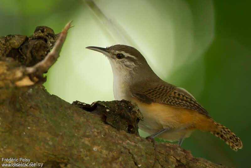 House Wrenadult, identification