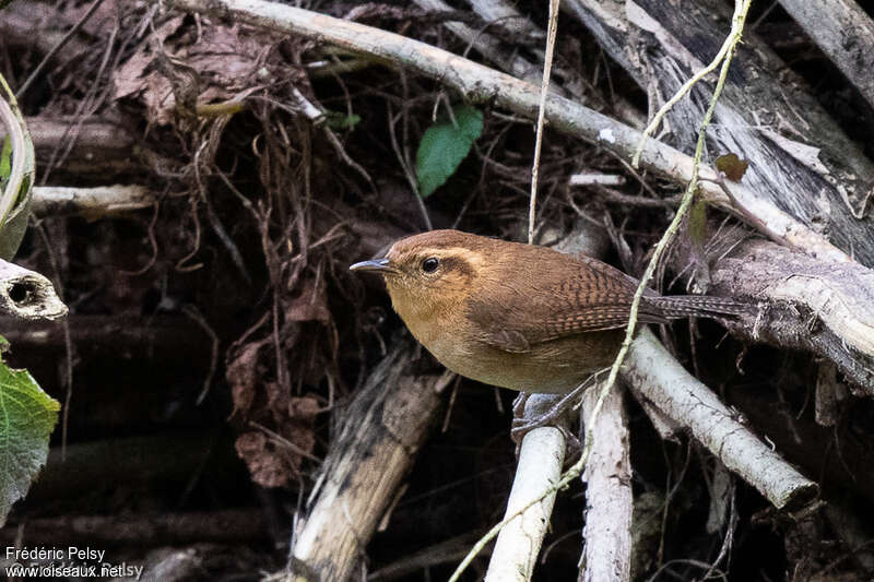 Mountain Wrenadult, identification