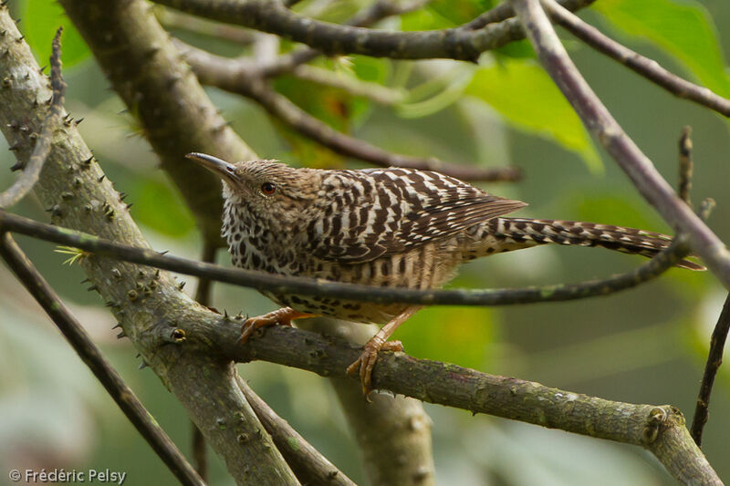 Band-backed Wrenadult