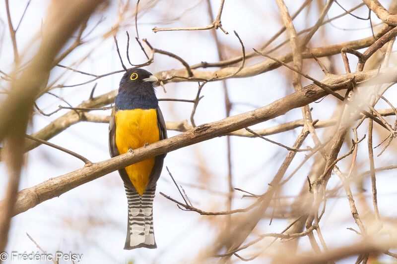 Trogon à lunettes jaunes