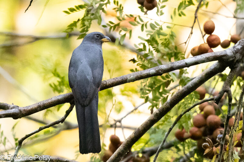 Trogon à queue noire femelle