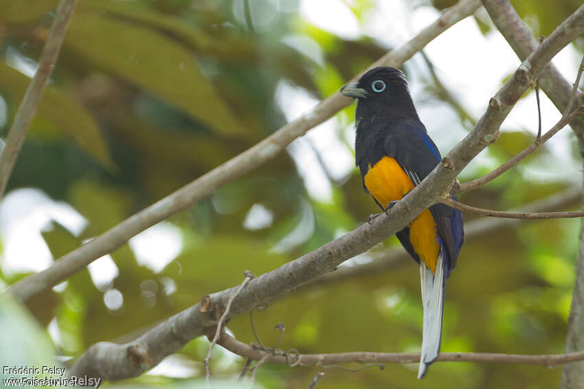 Trogon de Sclater