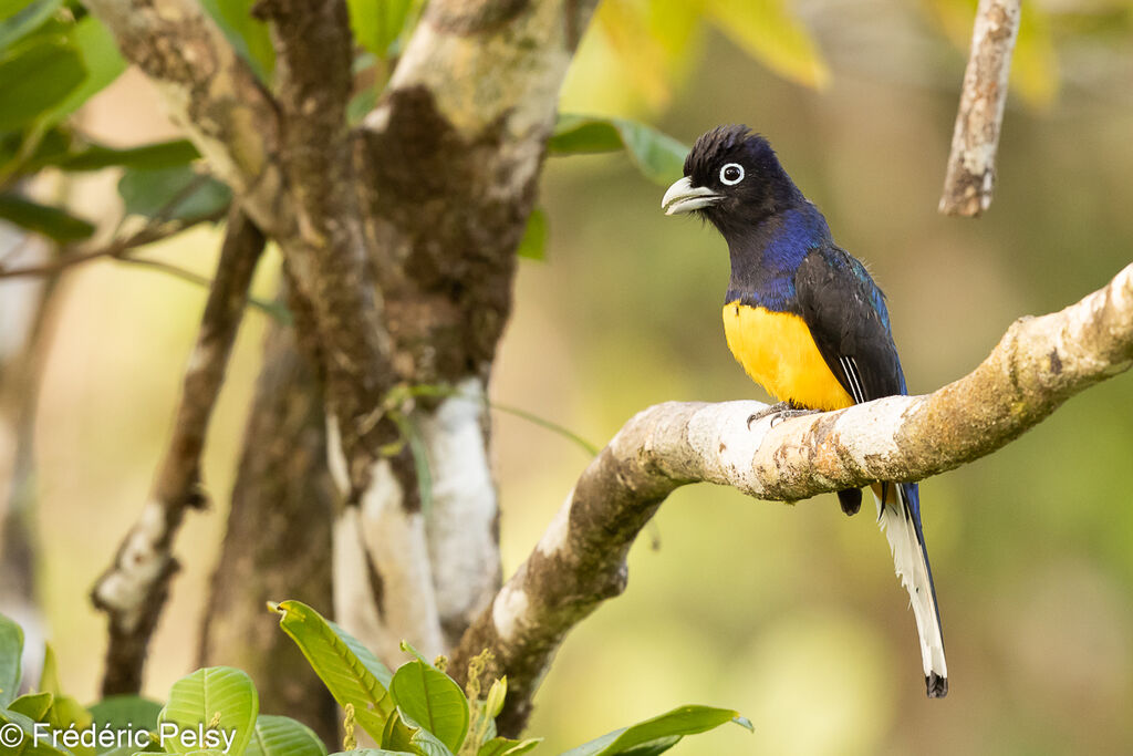 Trogon de Sclater