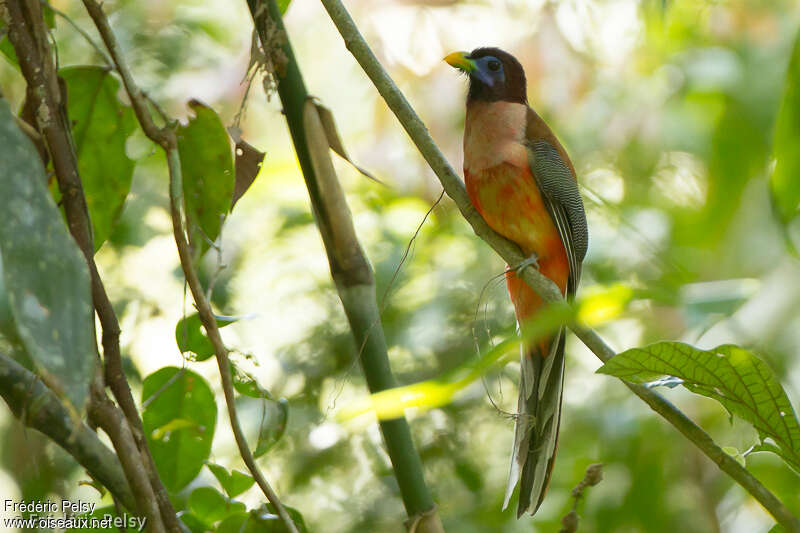 Philippine Trogon male