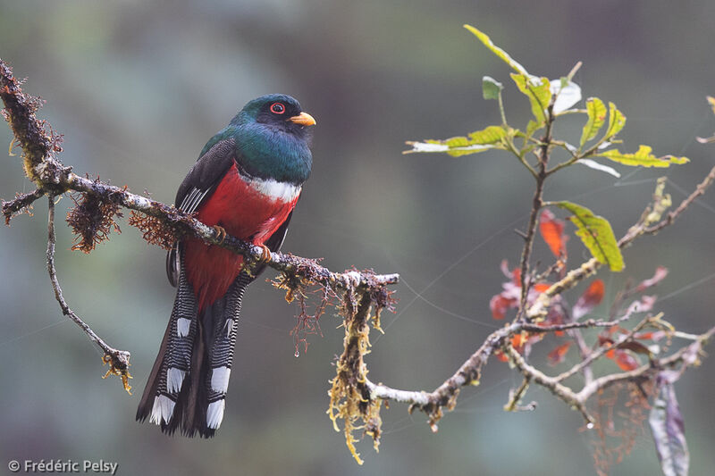 Masked Trogon