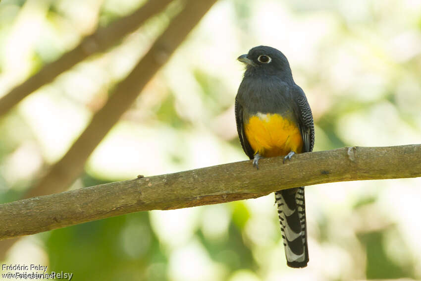 Trogon pattu