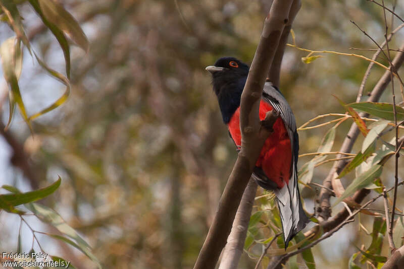 Surucua Trogon male adult, identification