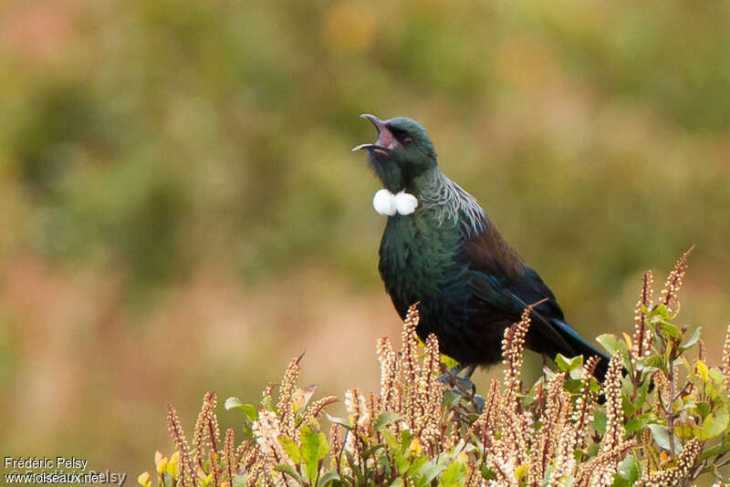 Tui cravate-friséeadulte, identification