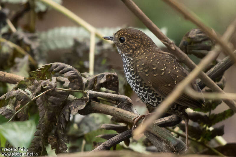 Scaly-breasted Cupwing, identification