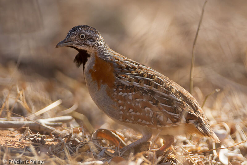 Madagascar Buttonquail female adult