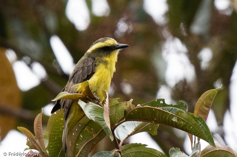 Lemon-browed Flycatcher