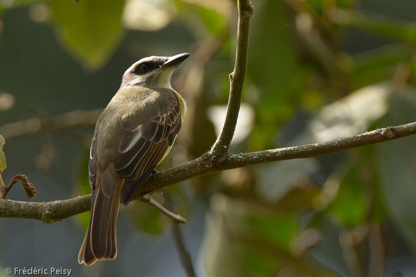 Golden-bellied Flycatcheradult, aspect