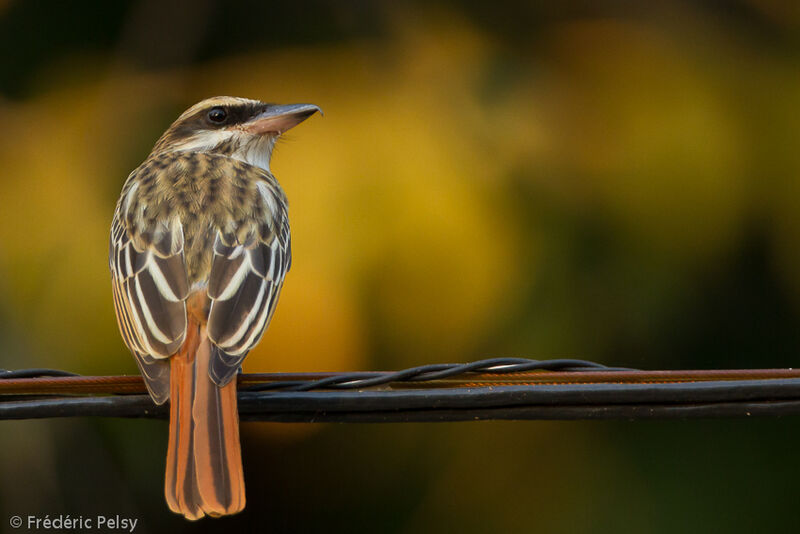 Streaked Flycatcheradult