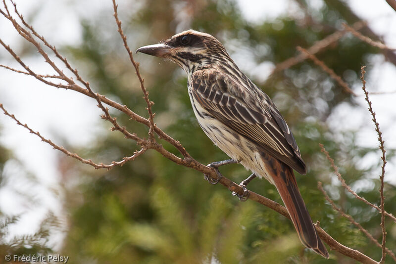 Streaked Flycatcher