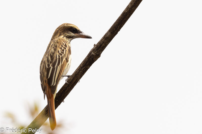 Streaked Flycatcher