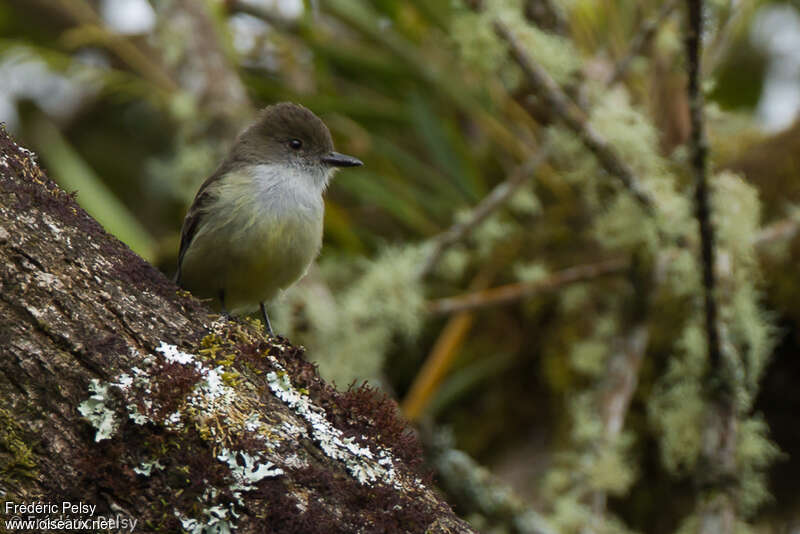 Pale-edged Flycatcher, habitat, pigmentation