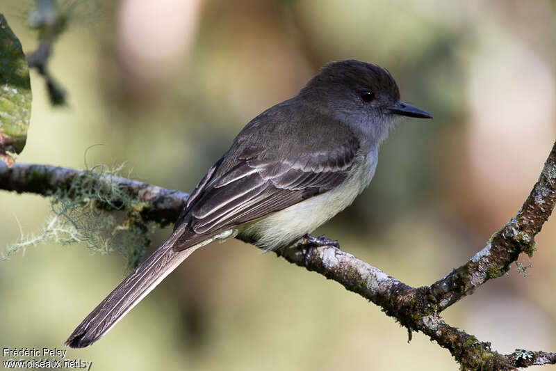 Pale-edged Flycatcheradult, identification