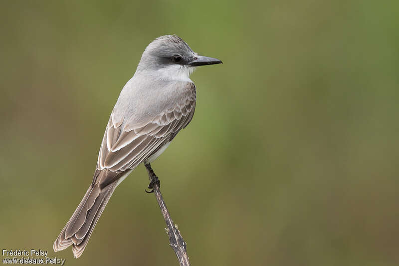 Grey Kingbirdadult, pigmentation