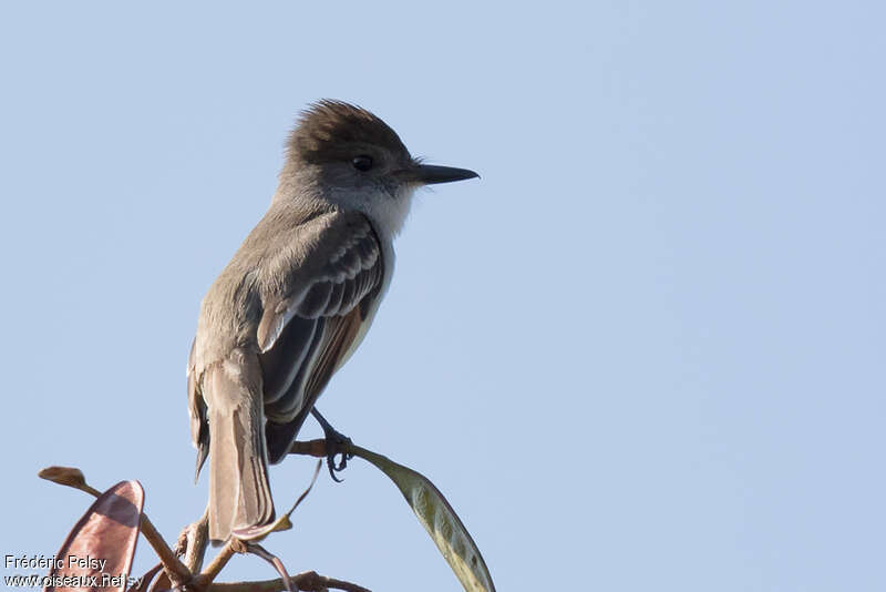 Stolid Flycatcheradult, aspect