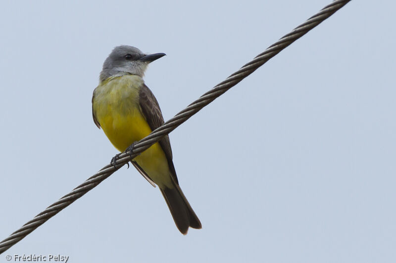 Tropical Kingbird