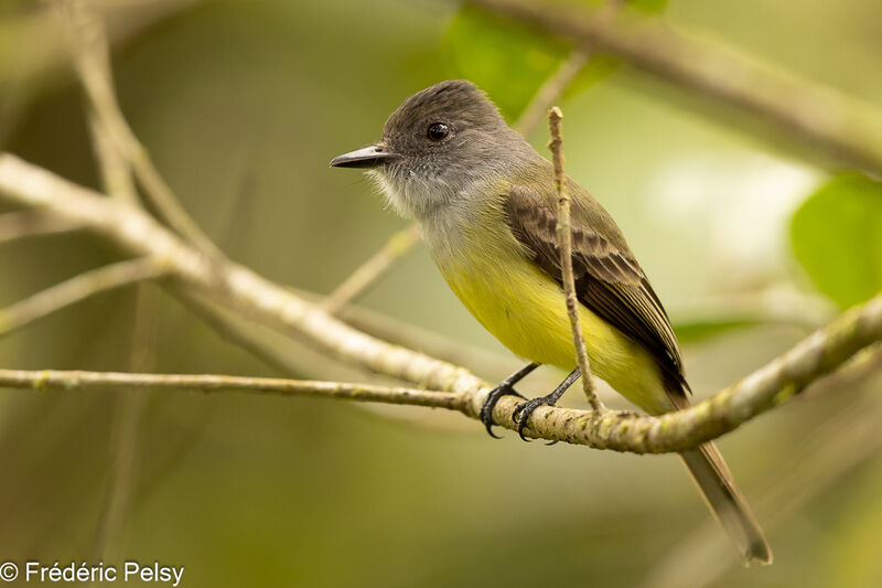 Dusky-capped Flycatcher