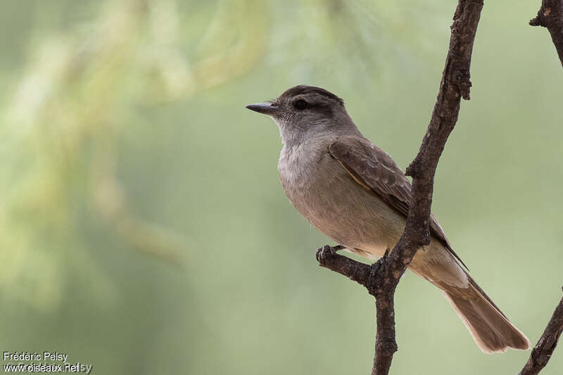 Crowned Slaty Flycatcher, pigmentation