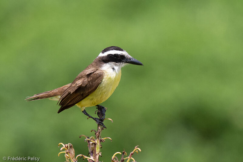 Great Kiskadee