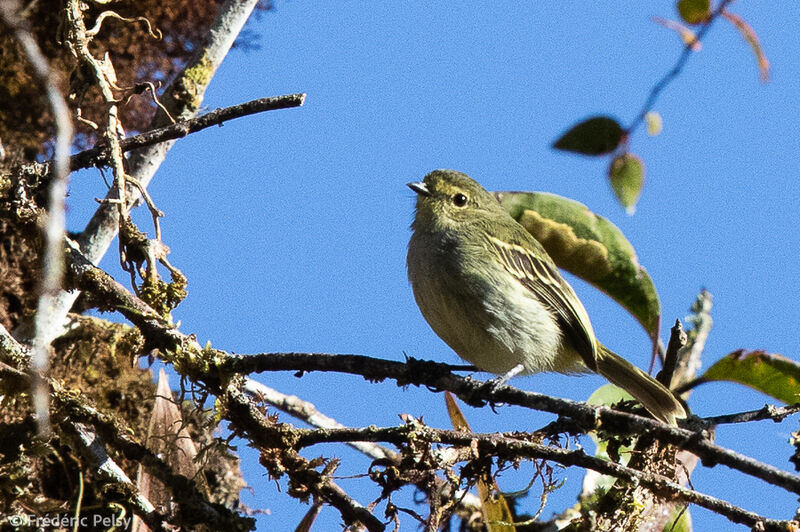 Tyranneau à face d'or