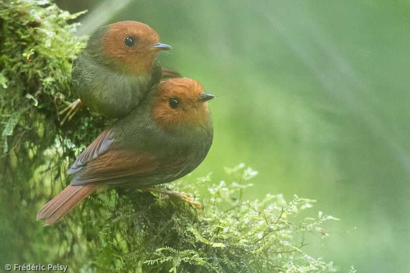 Rufous-headed Pygmy Tyrant