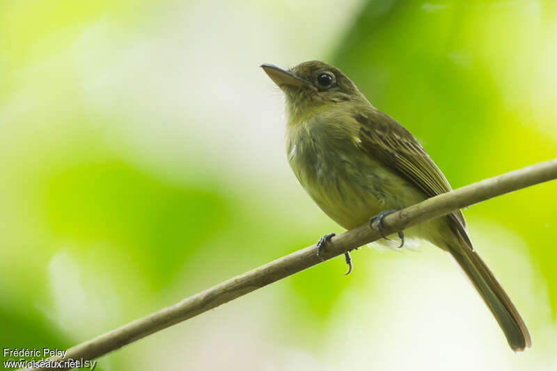 Western Olivaceous Flatbilladult, identification