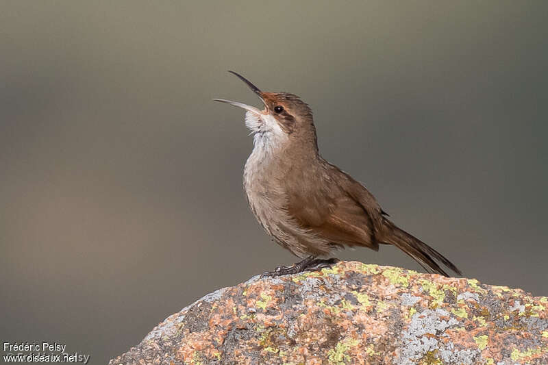 Upucerthie du chaco mâle adulte, habitat, chant