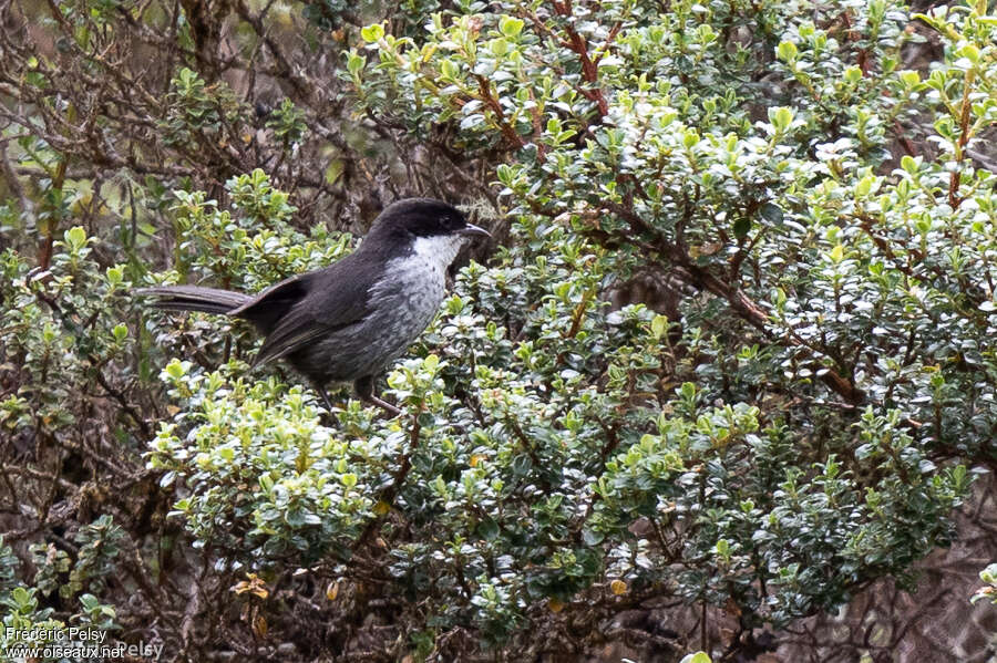 Black-backed Bush Tanager