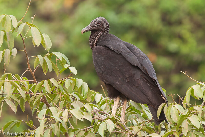 Black Vulture