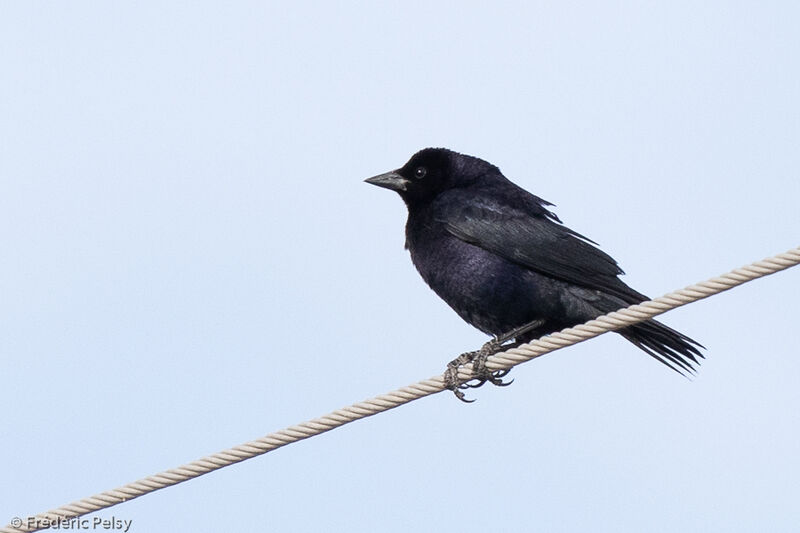 Shiny Cowbird