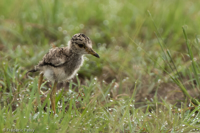 African Wattled Lapwingjuvenile