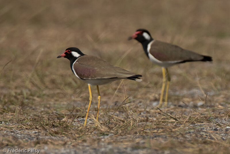 Red-wattled Lapwingadult, identification