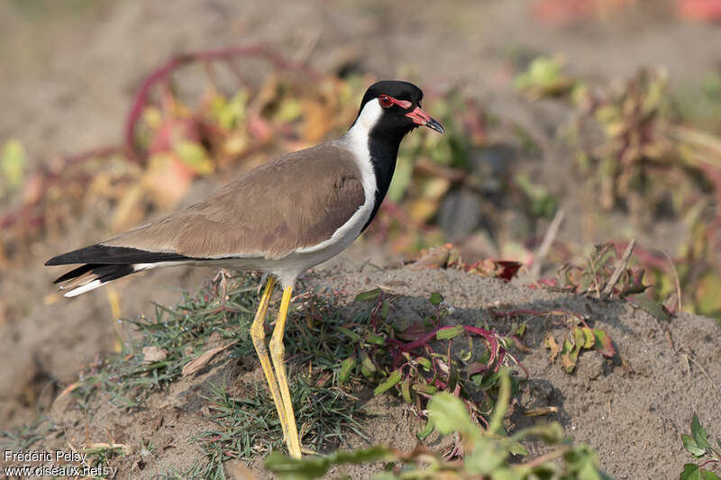 Vanneau indienadulte, identification