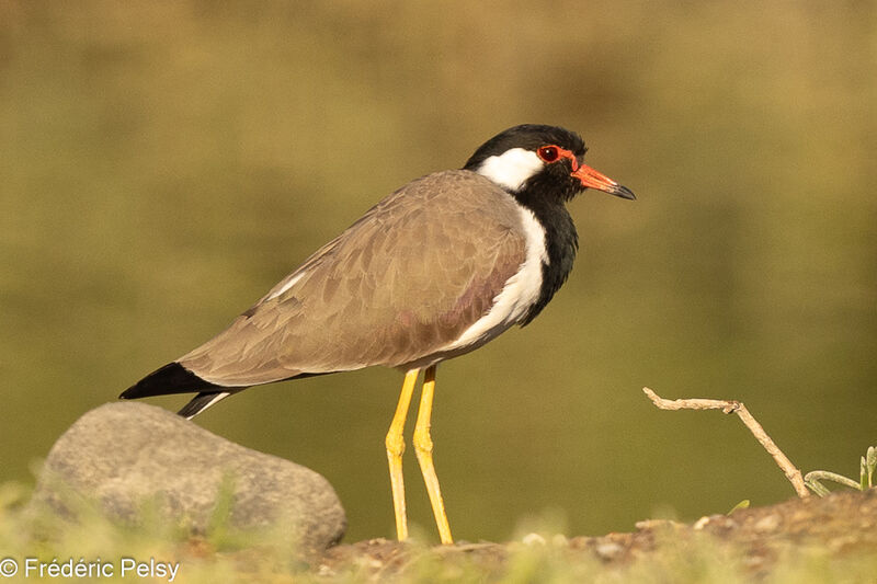 Red-wattled Lapwing