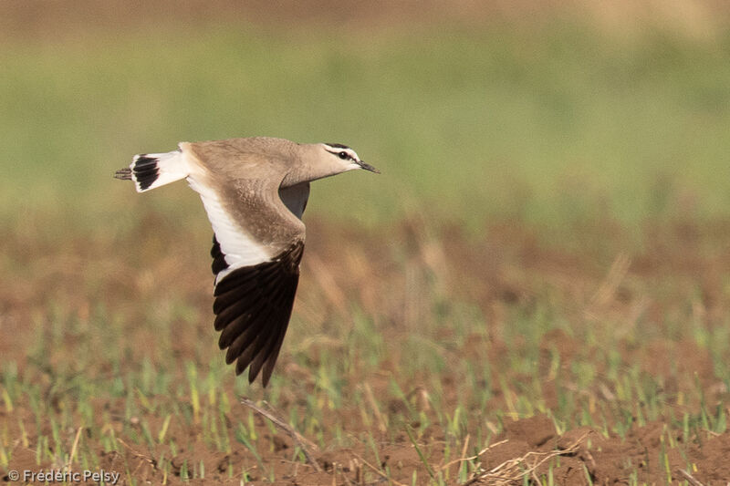 Sociable Lapwing female, Flight