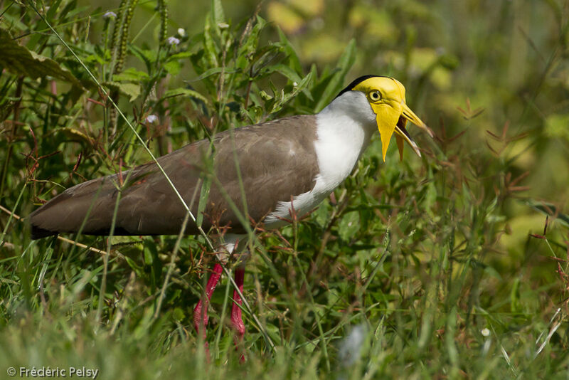 Masked Lapwingadult