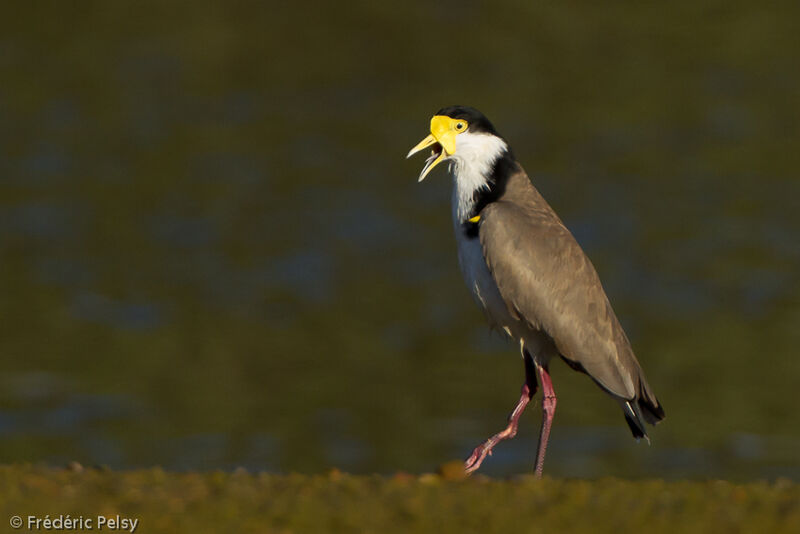 Masked Lapwingadult