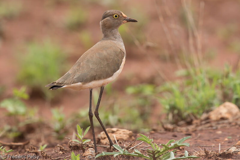 Senegal Lapwingadult