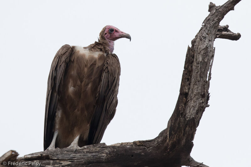 Vautour charognard