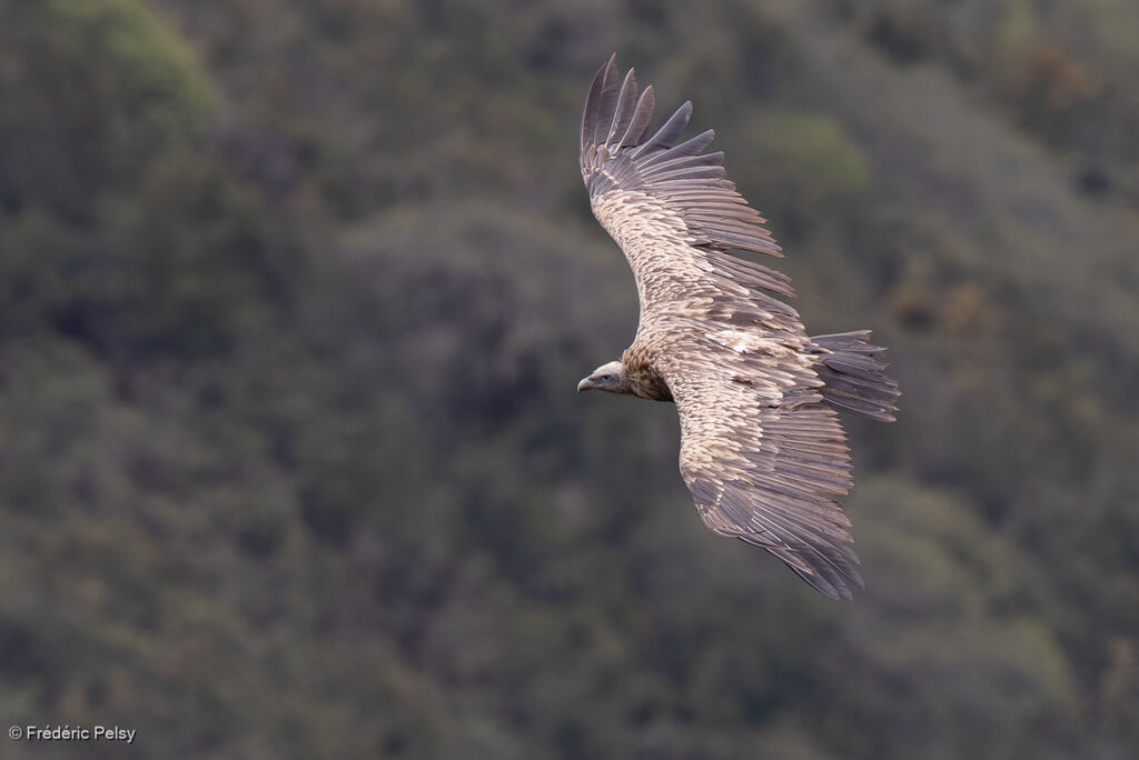 Vautour de l'Himalaya