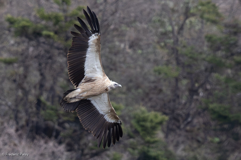 Vautour de l'Himalaya